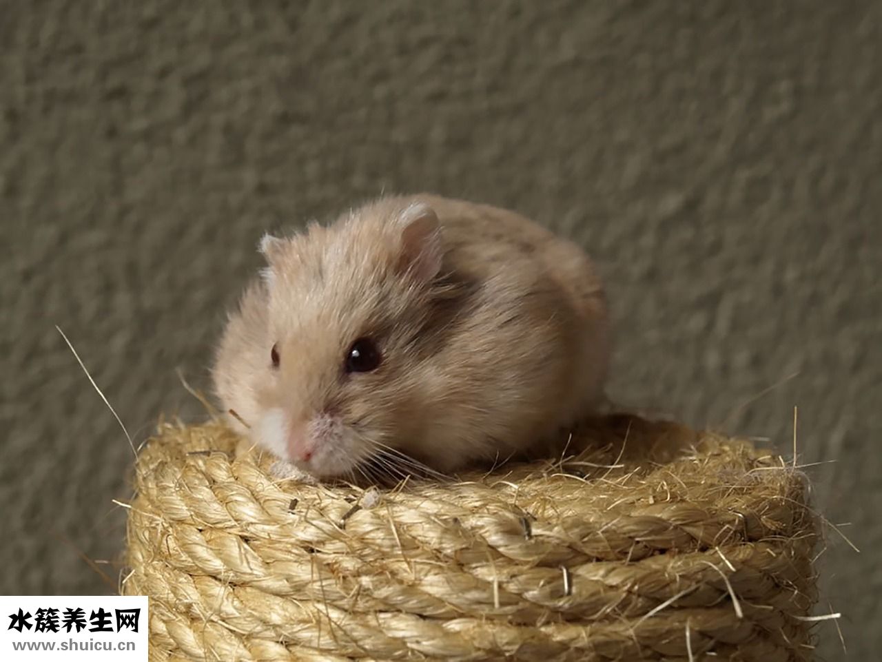 倉鼠怎么做好吃