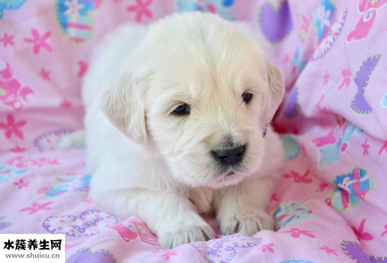 小狗吃撐怎么辦