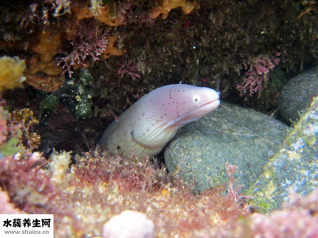 烤鰻魚片怎么吃