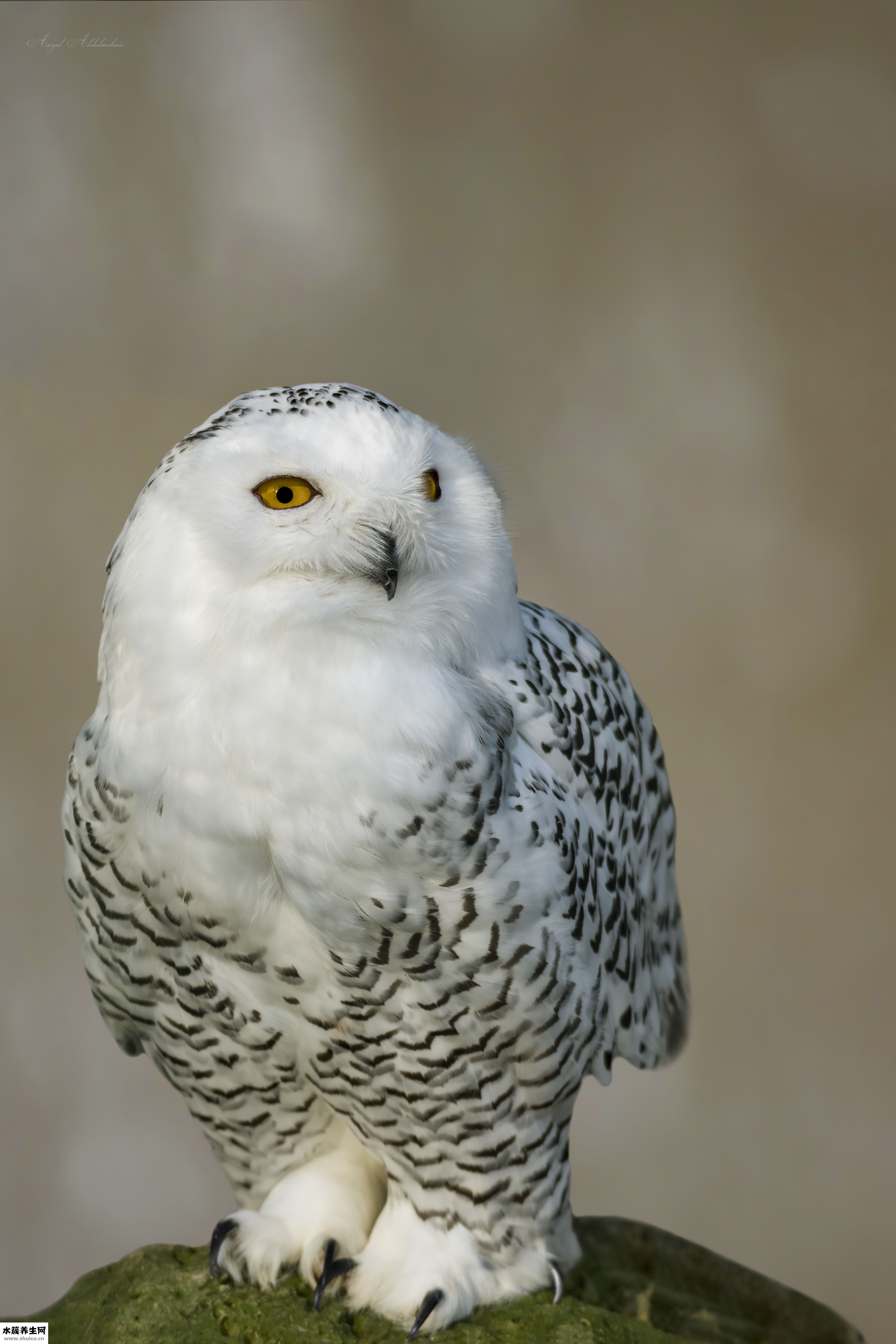 怎么形容貓頭鷹