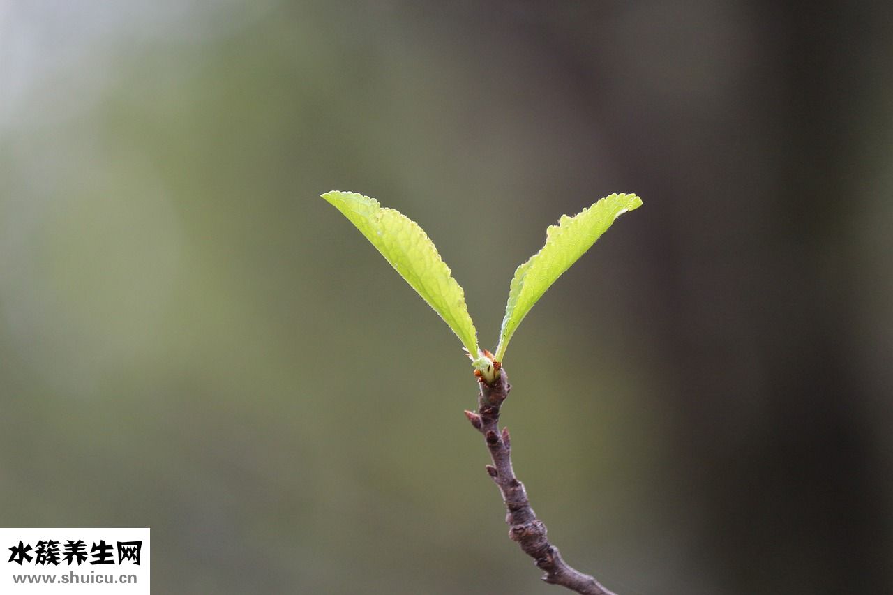 刺窩是怎么形成的