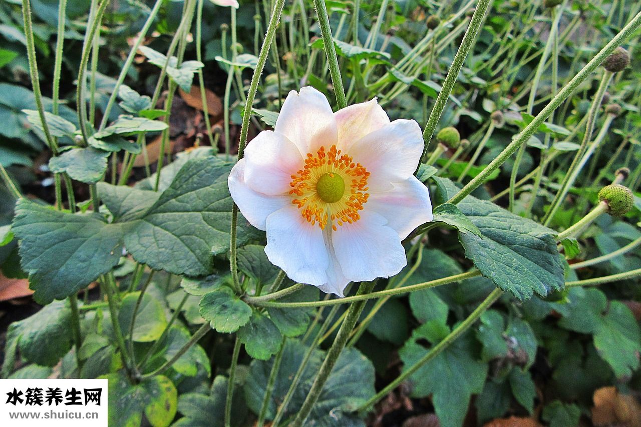 女生怎么鍛煉肌肉