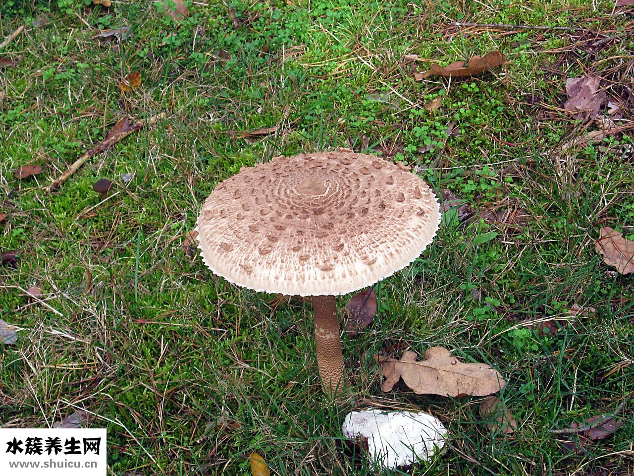 牛錢蘚怎么治療