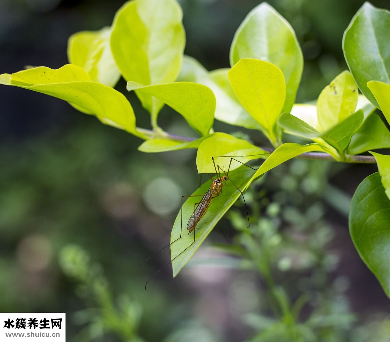 愛被蚊子咬怎么回事