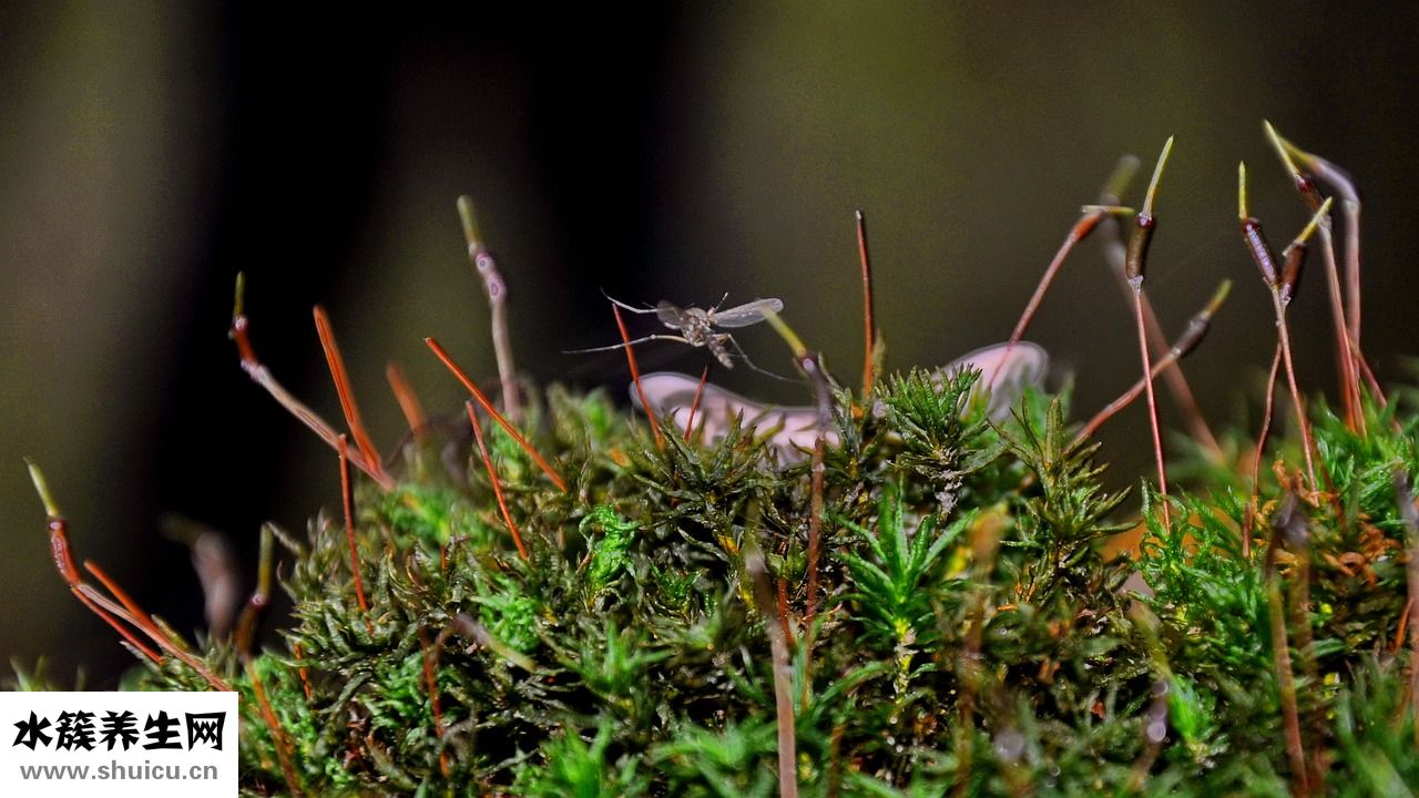 寶寶驅(qū)蚊貼怎么用