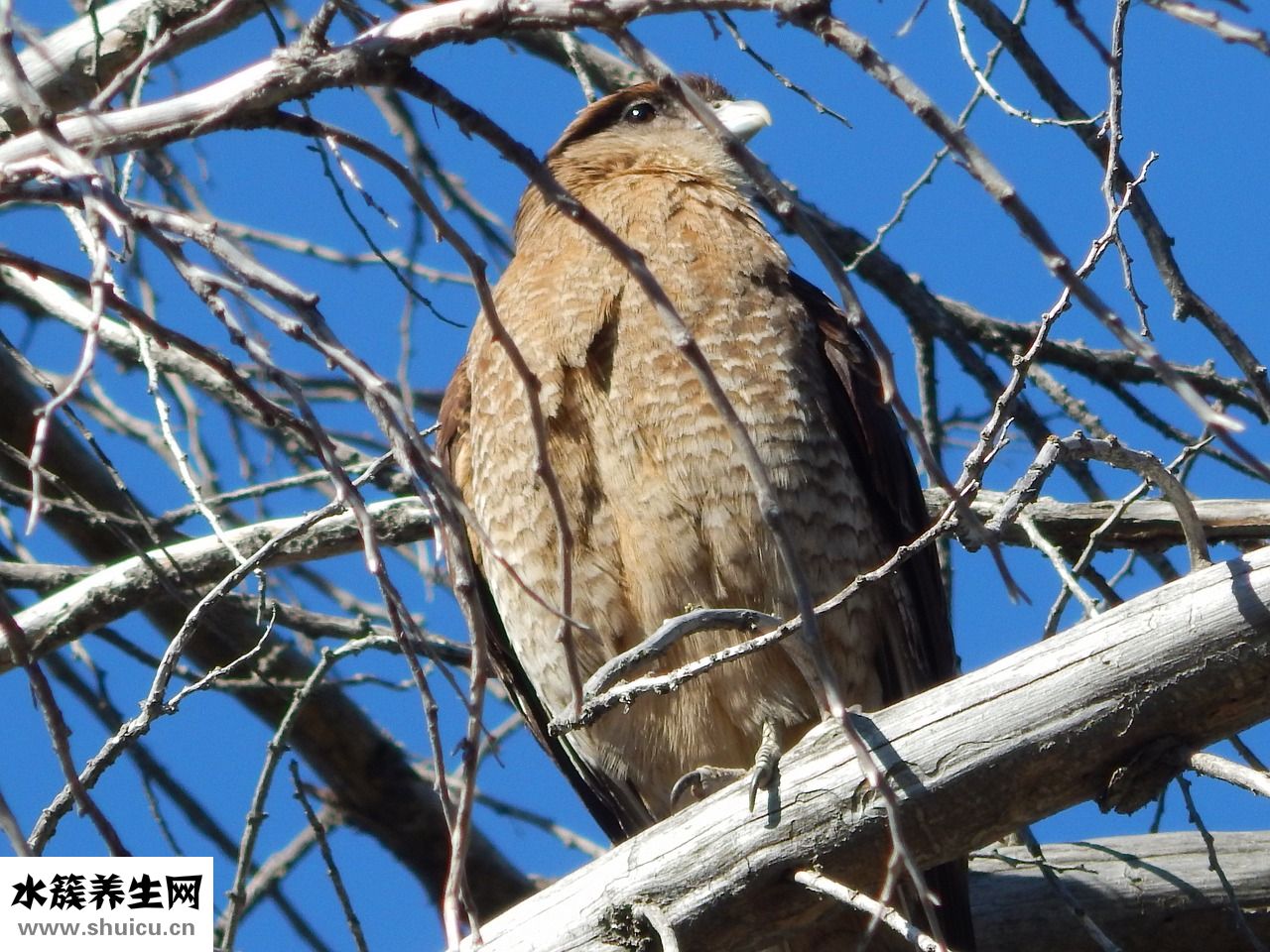 愛眨眼睛怎么治
