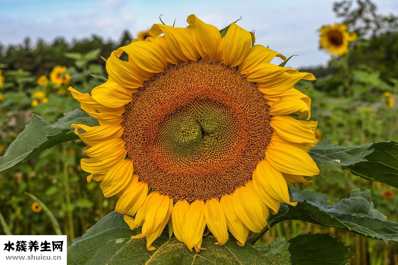 沒膿的痘痘怎么辦