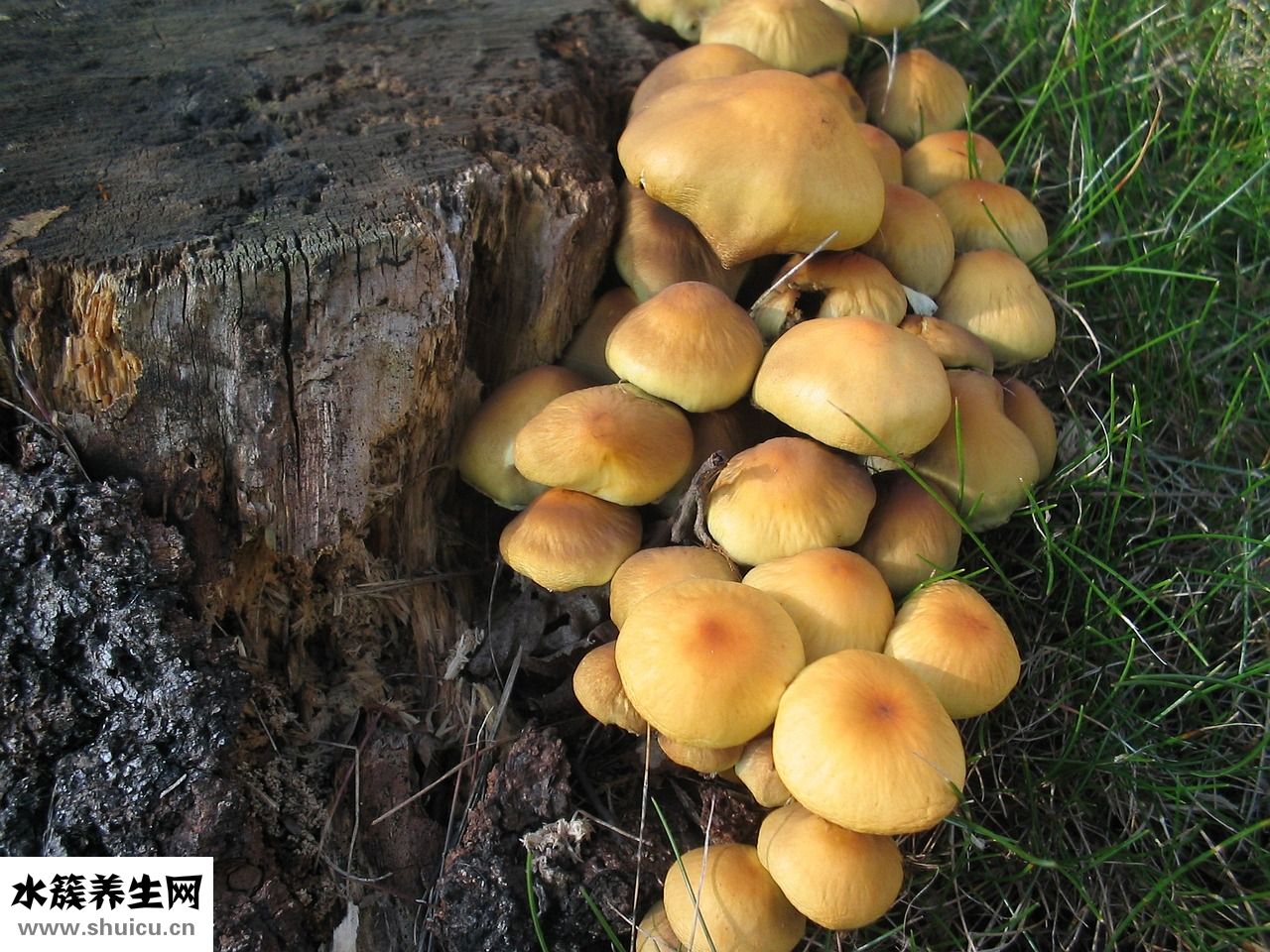 腿上有腳氣怎么辦