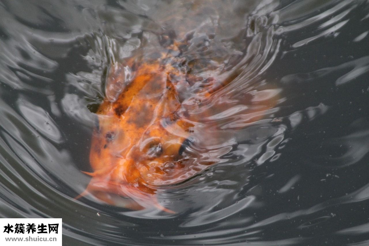 孕婦吃鯉魚怎么做