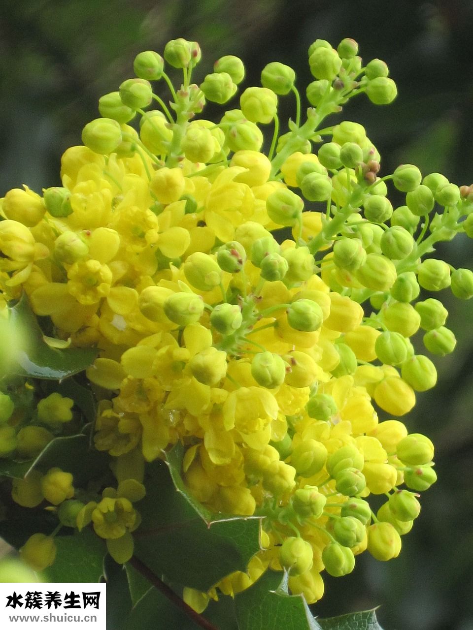 蕾絲怎么處理才不皺