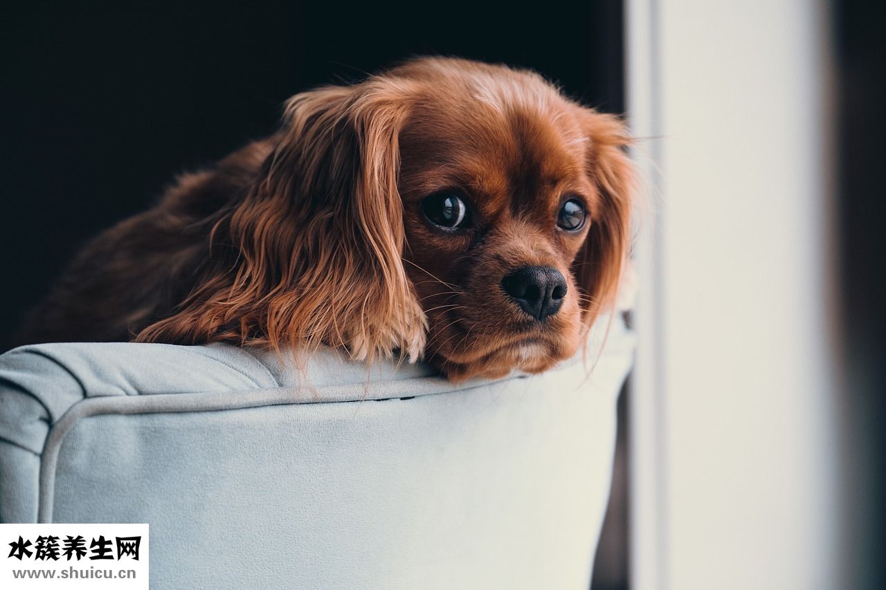 狗狗傷口有蛆怎么辦