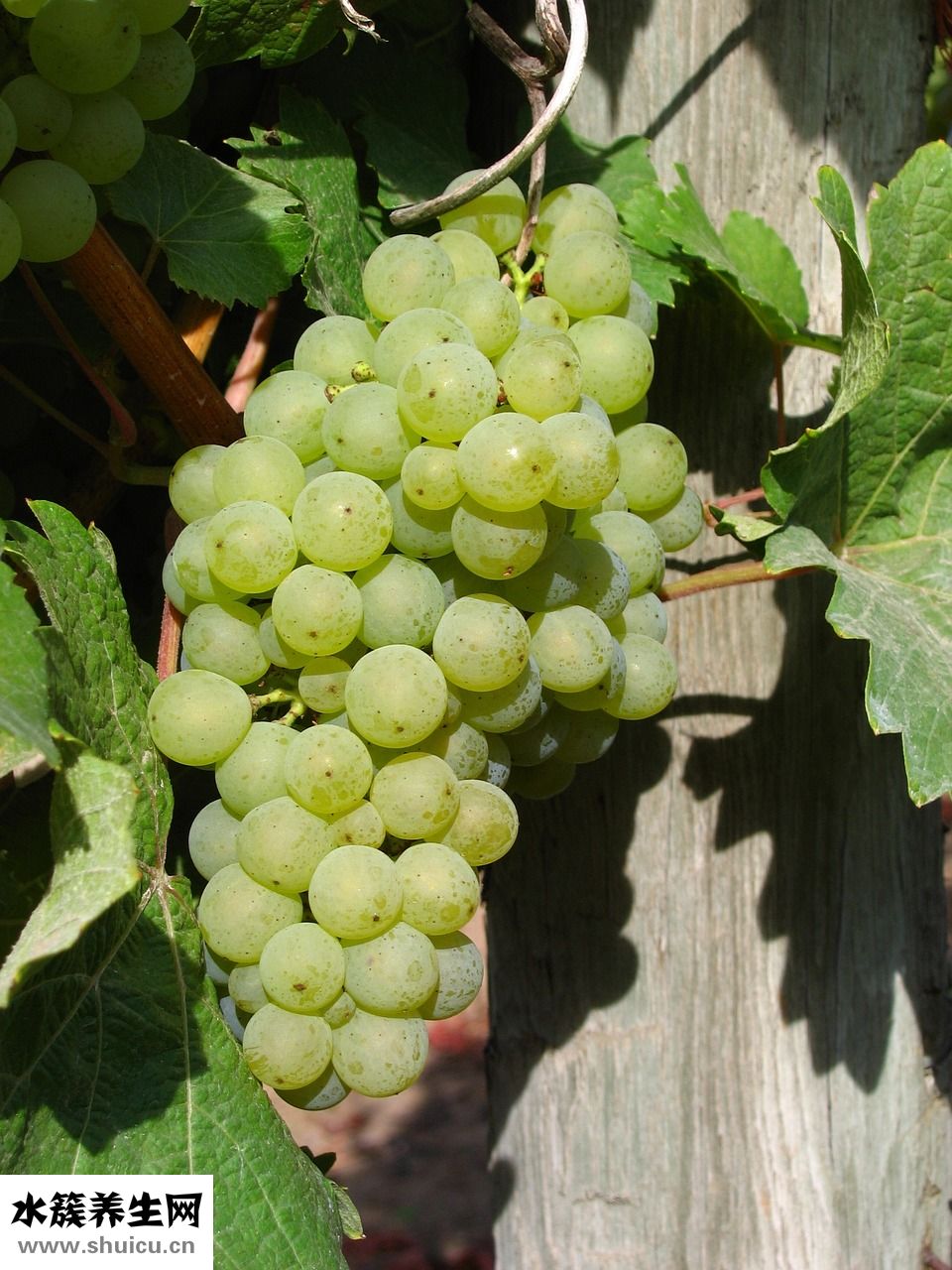 怎么挑葡萄