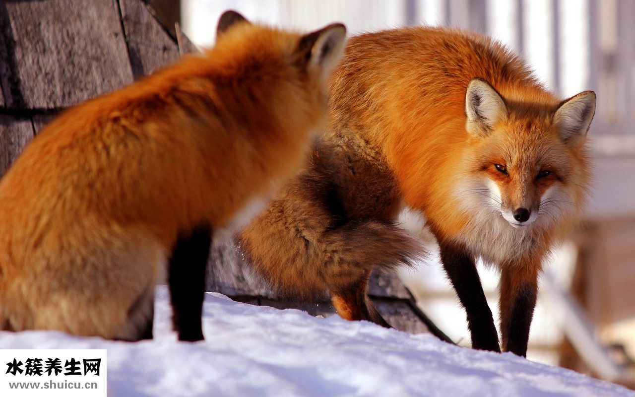 狐貍毛打孔怎么區分