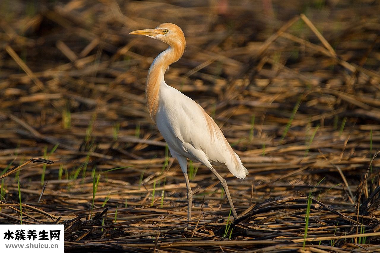 怎么判斷吸食過小麻