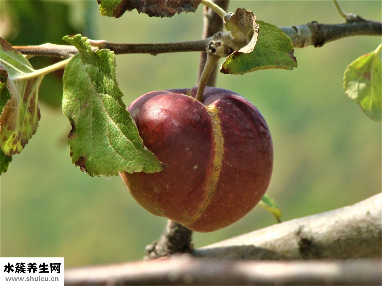 欒字怎么寫好看