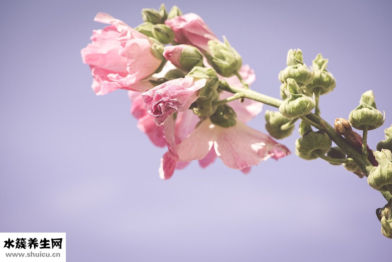 雞湯加白蘿卜怎么燉