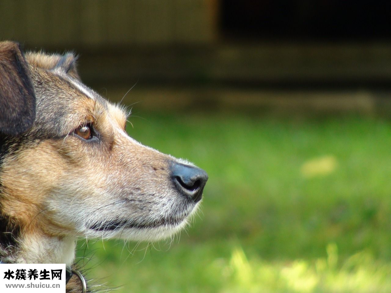 狗狗傷口有蛆怎么辦