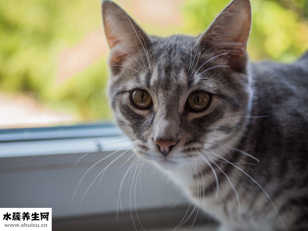 小貓漲肚怎么辦