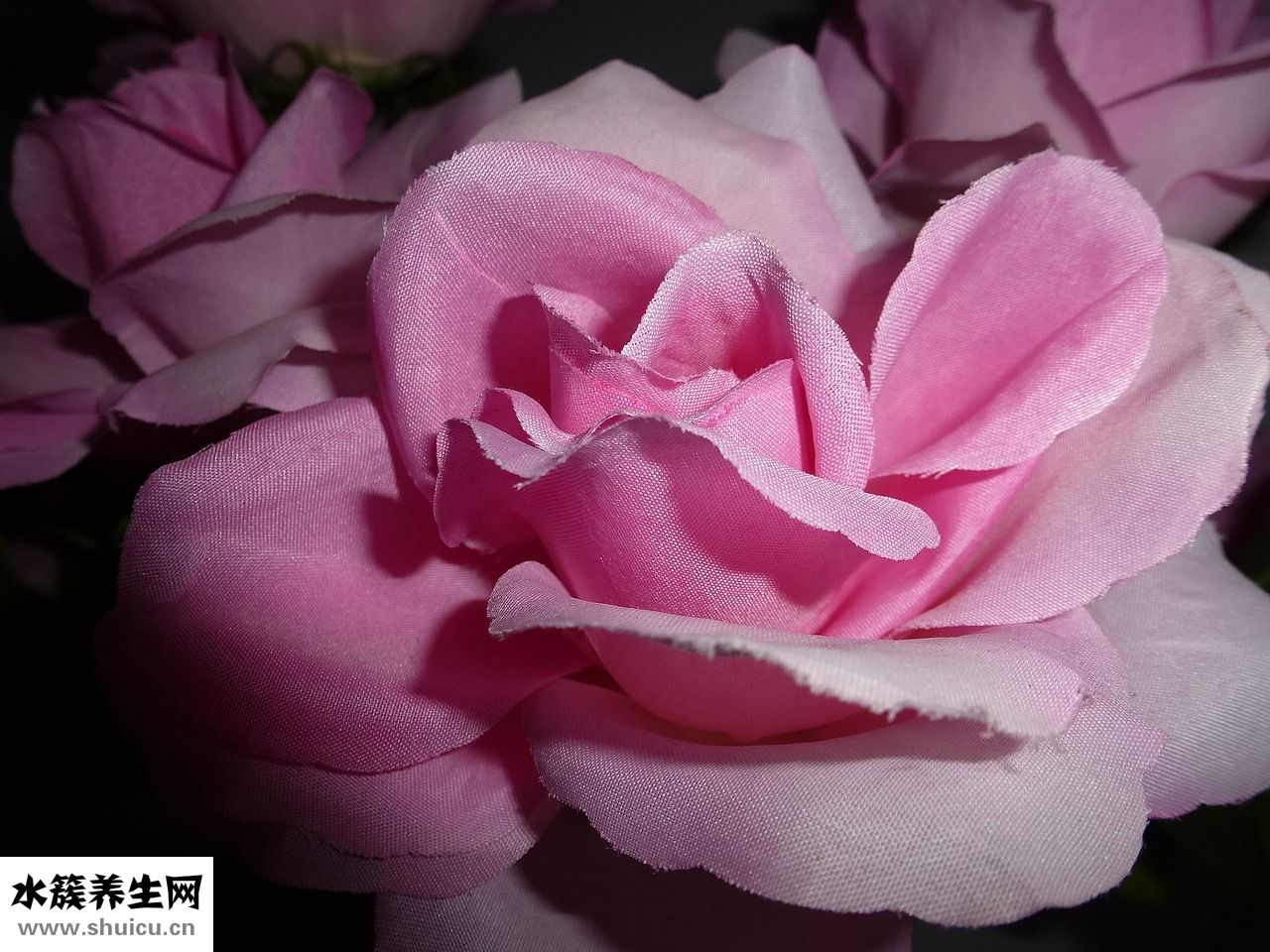 月季花怎么養殖