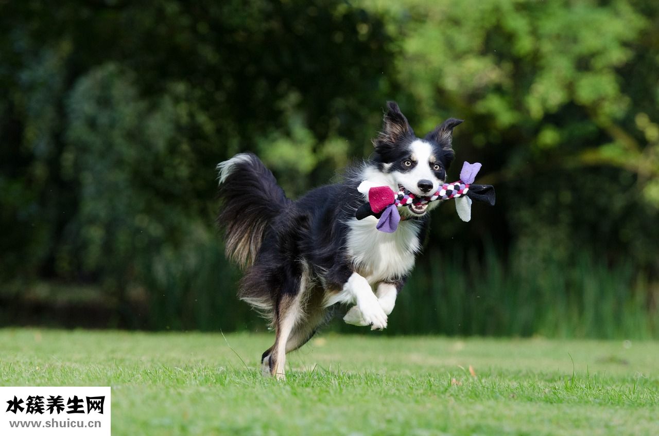 怎么知道狗狗要生了
