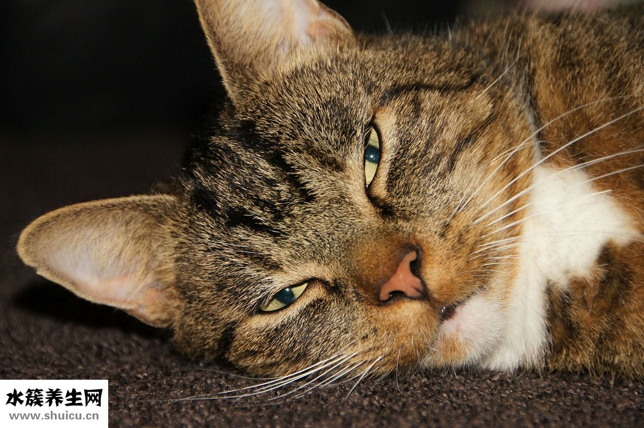 小貓漲肚怎么辦