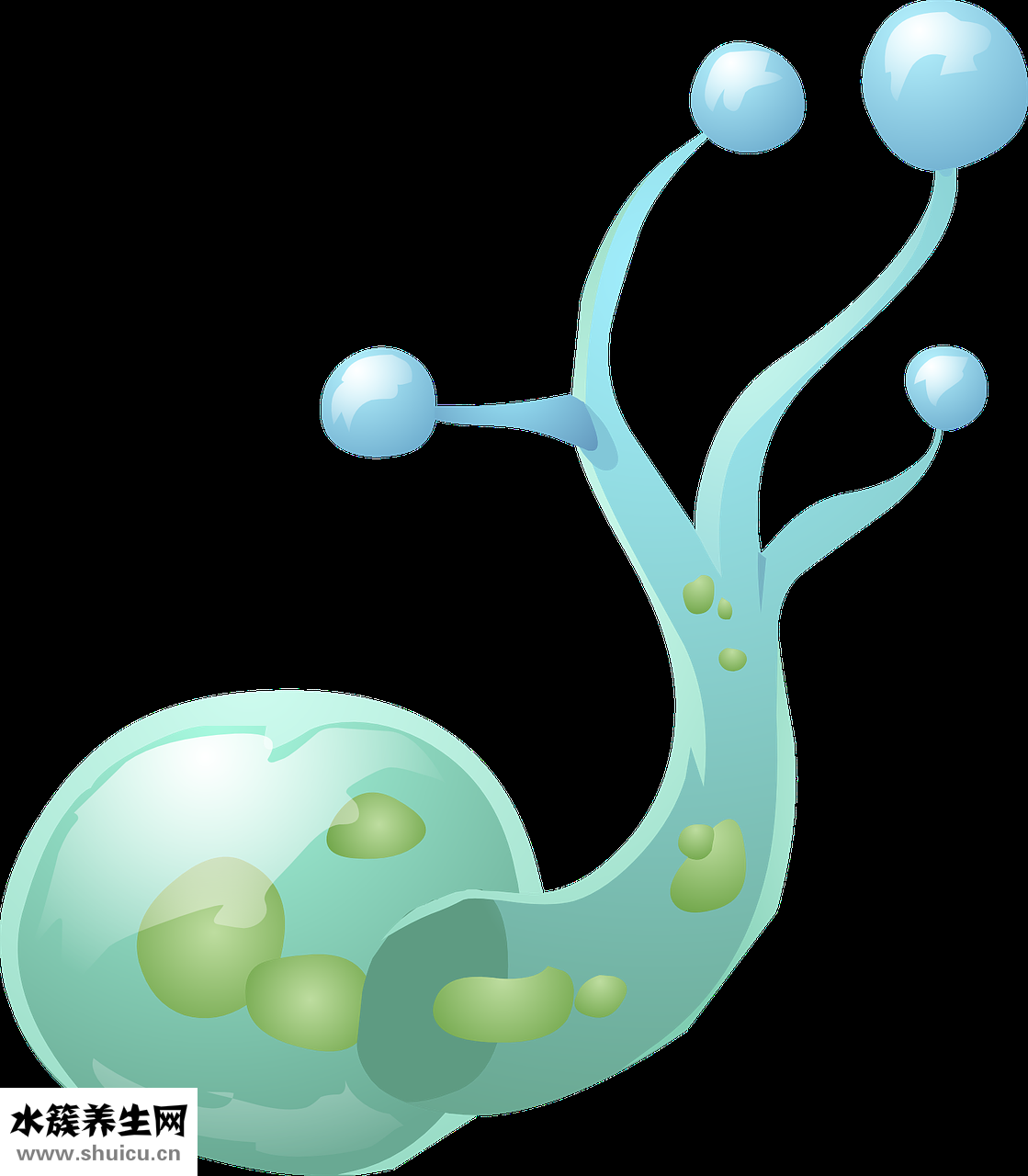 精子凝集怎么治療