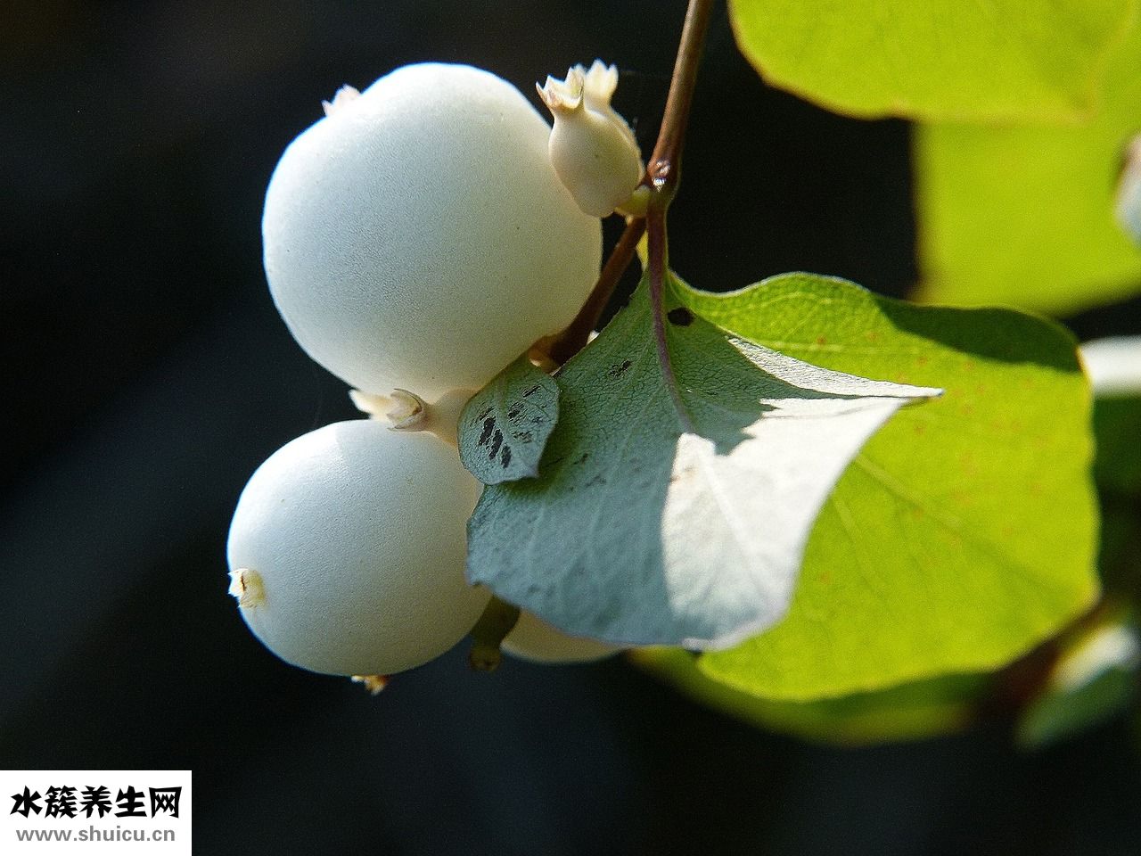自制過濾器怎么做