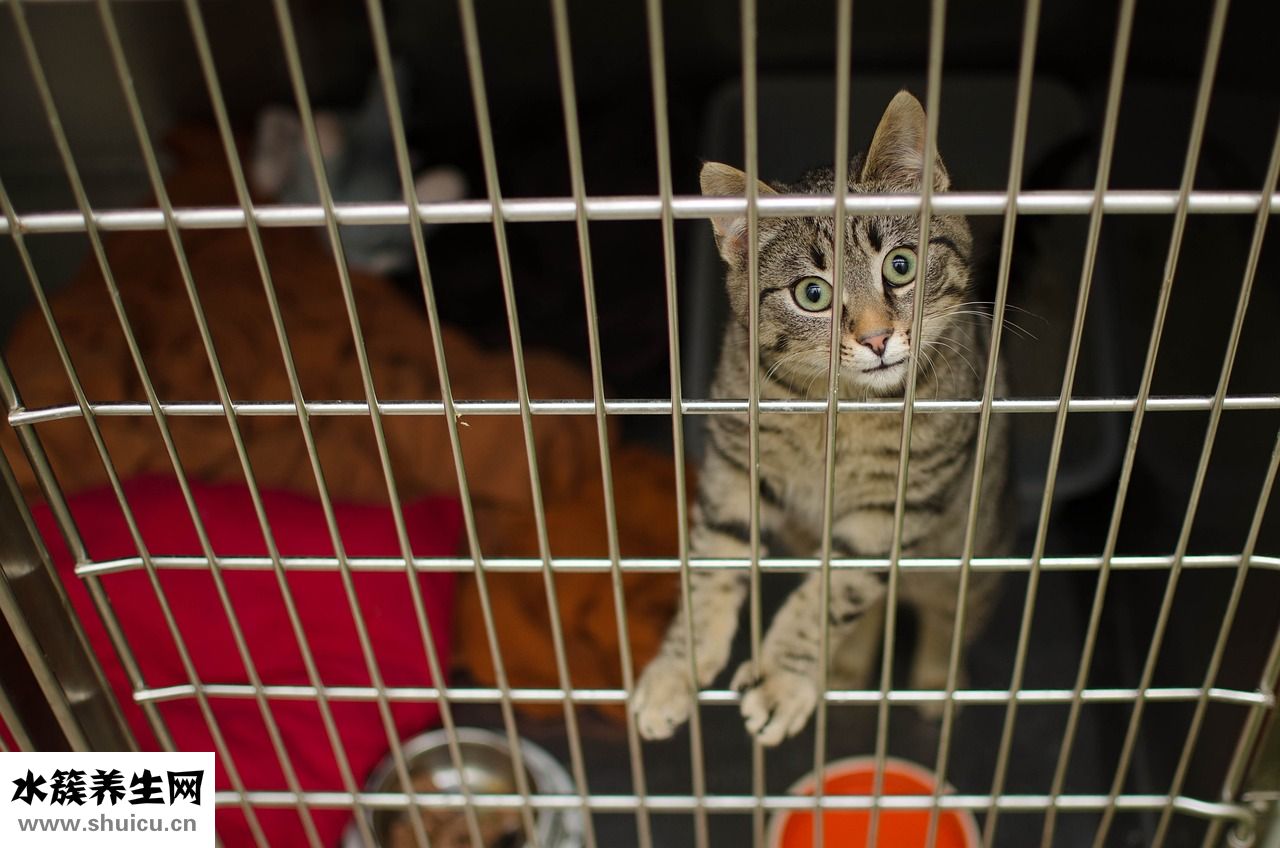 貴賓犬吐了怎么辦