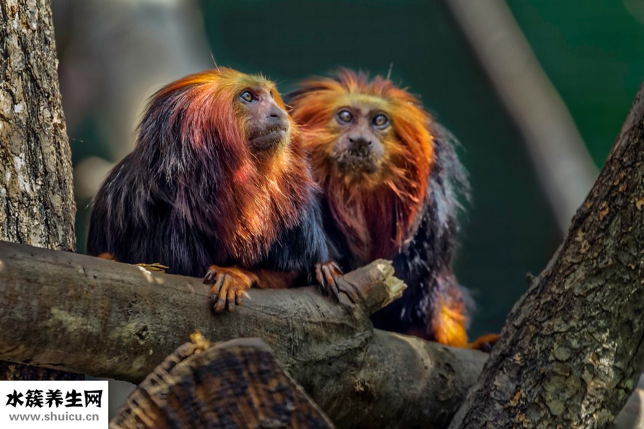 怎么披散頭發(fā)