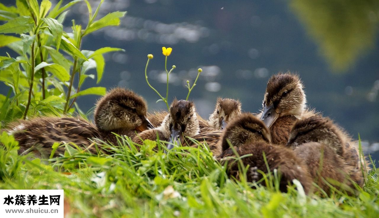 狗有皮膚病怎么辦
