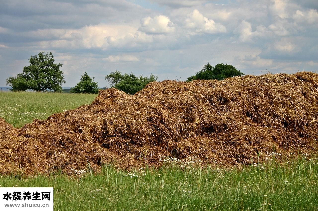羊吃羊糞是怎么回事