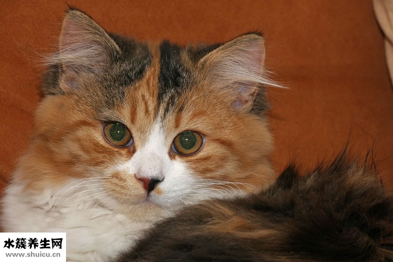 小貓漲肚怎么辦