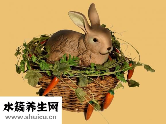 兔子死胎怎么辦