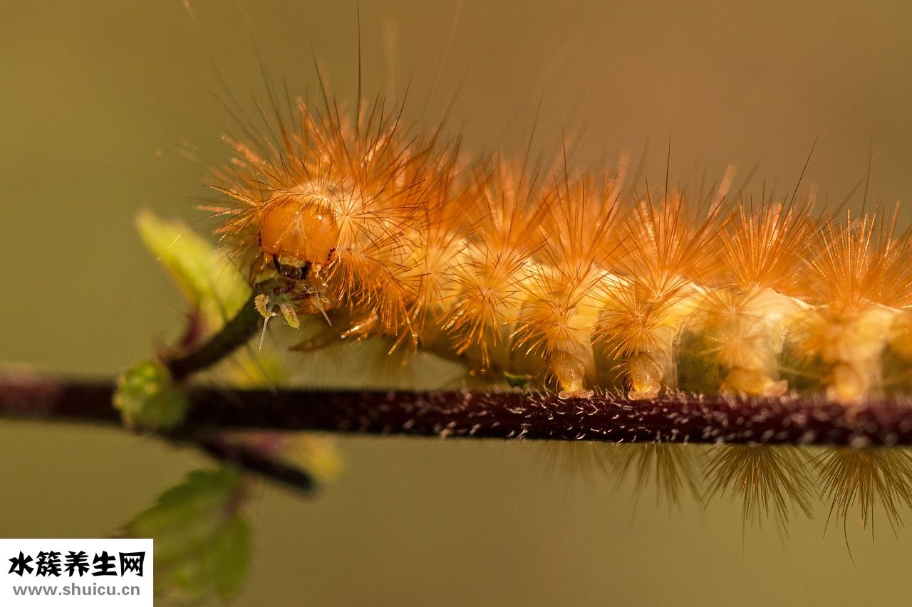 發尾微卷發型怎么弄