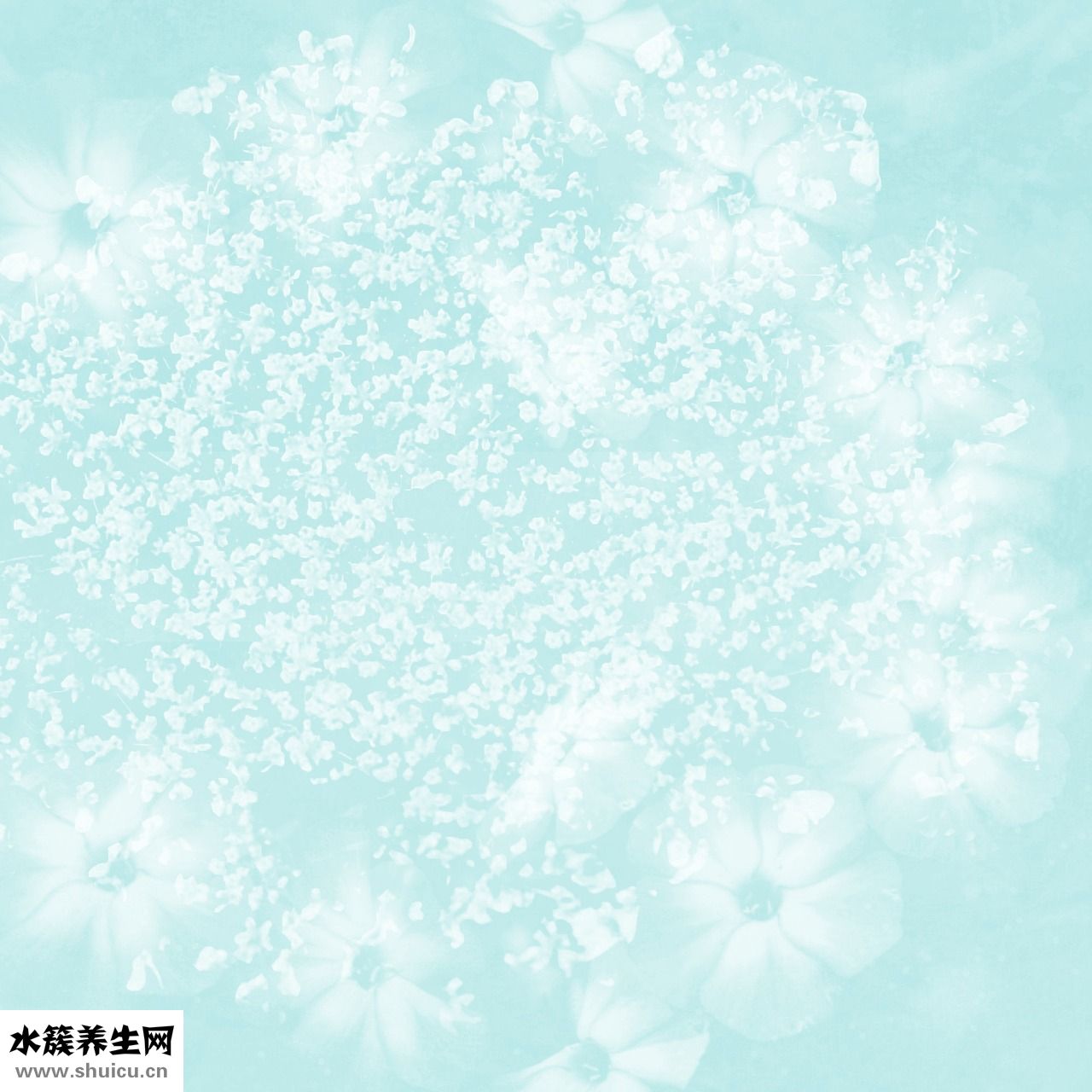 嬰兒怎么抽靜脈血