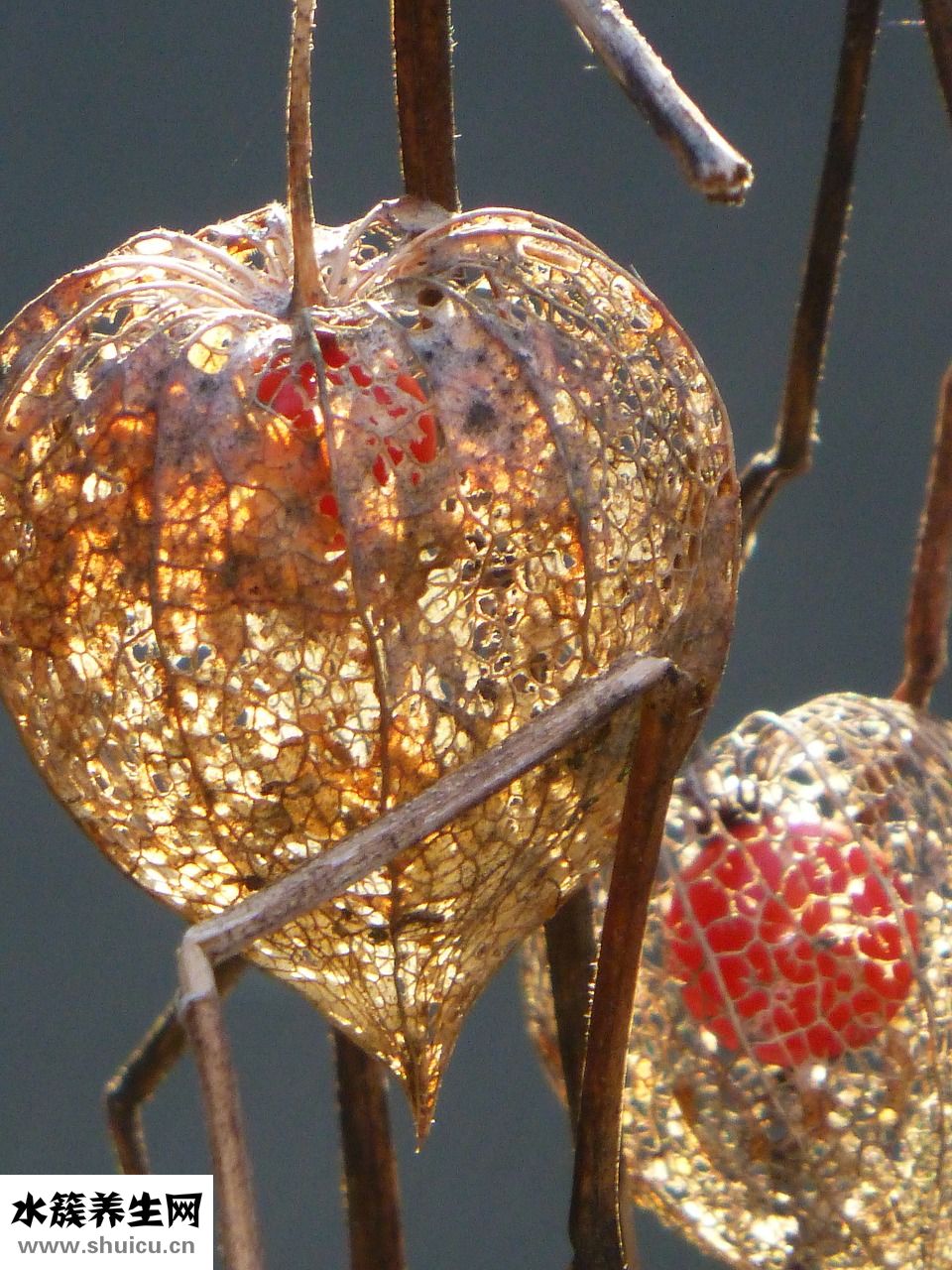 被子長(zhǎng)蟲怎么辦