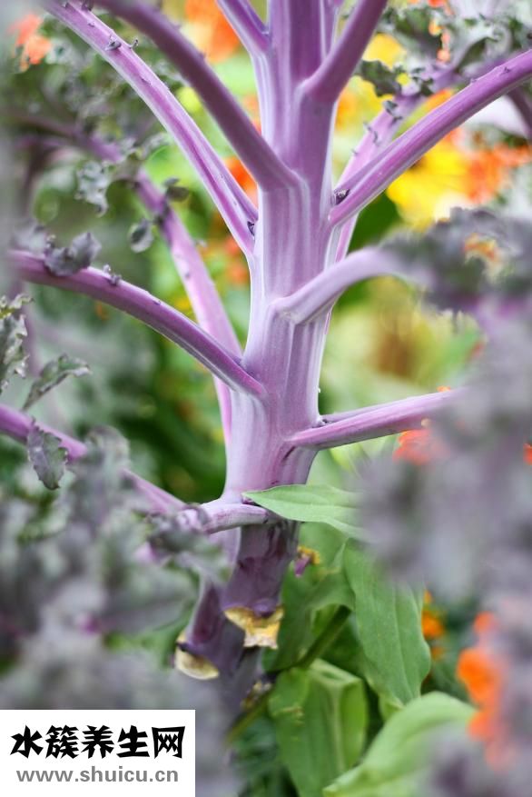 腌酸菜怎么放鹽