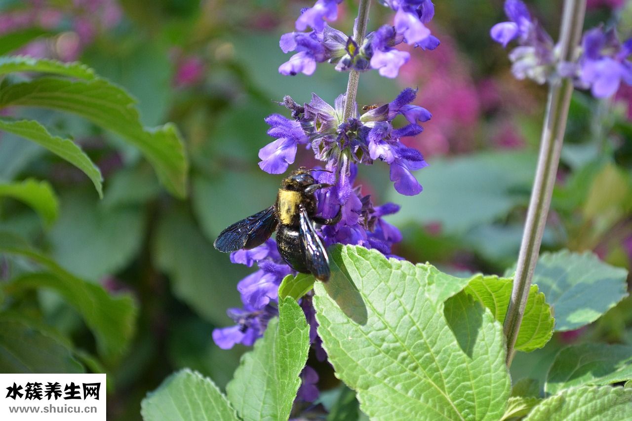 貴賓犬吐了怎么辦