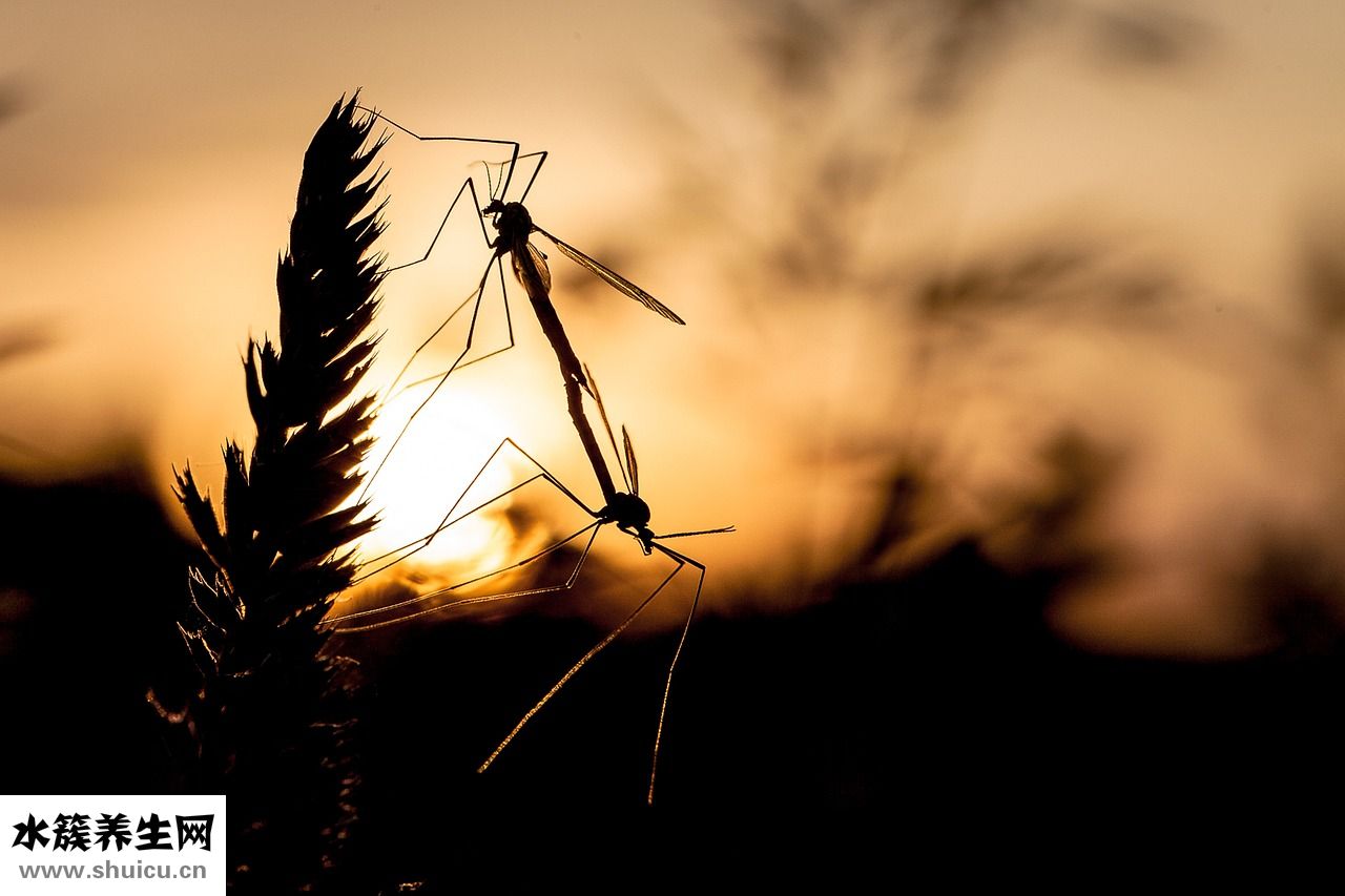 怎么去除叩頭蟲