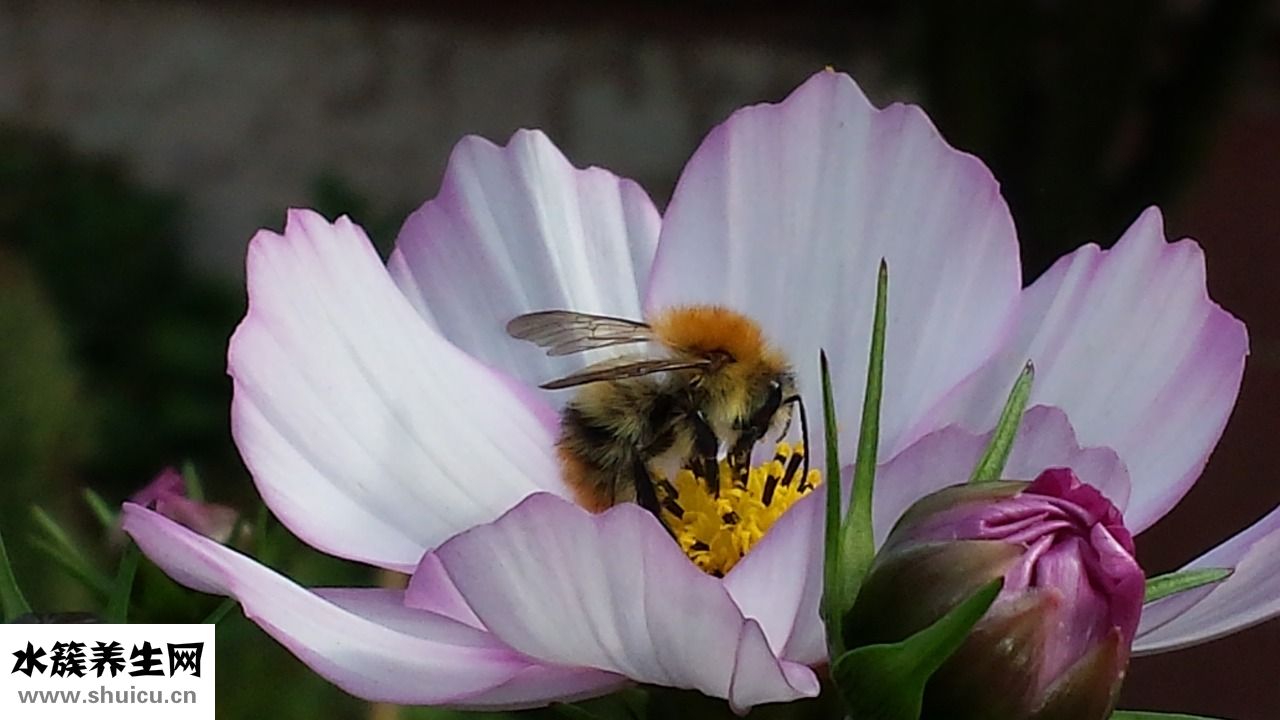 怎么快速治打嗝