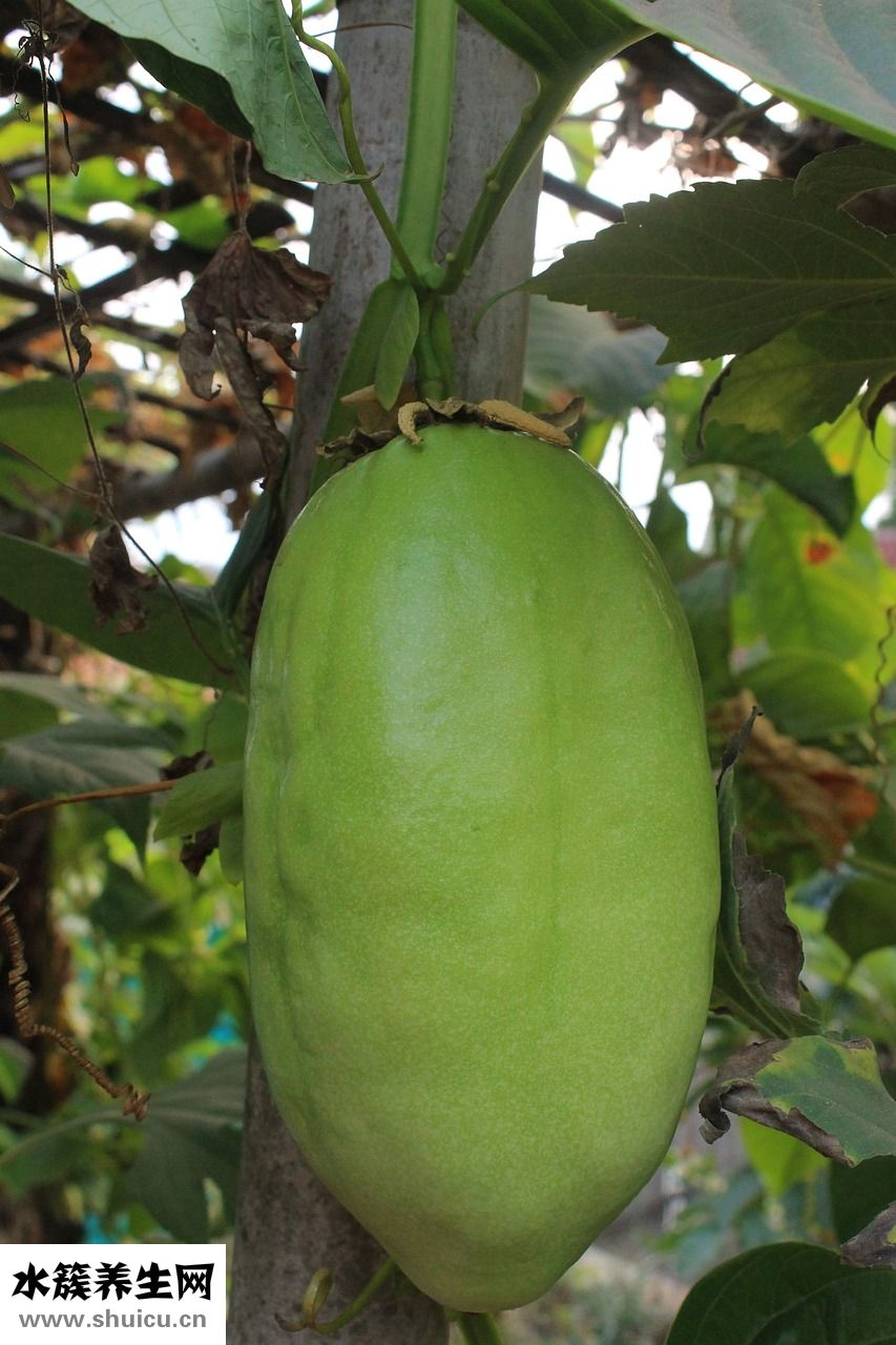 欒字怎么寫好看