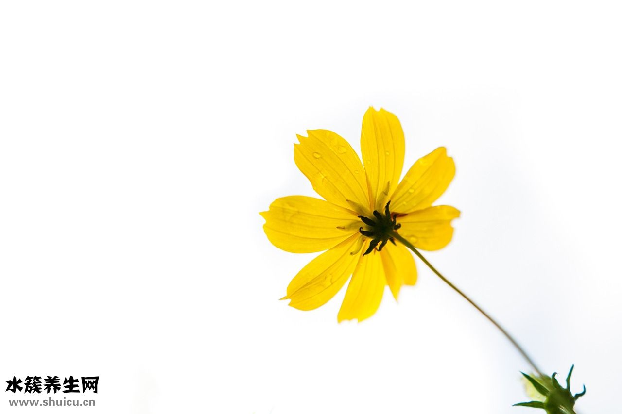 精液黃綠色怎么治療