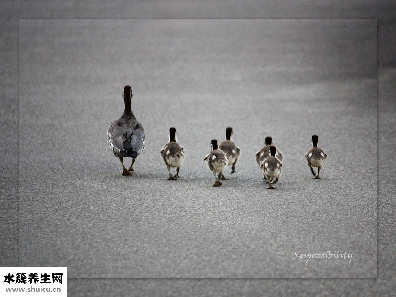 生小狗沒奶怎么辦