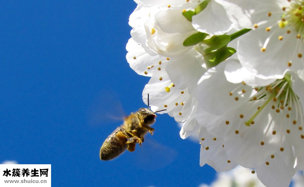 孕婦漲奶不通怎么辦