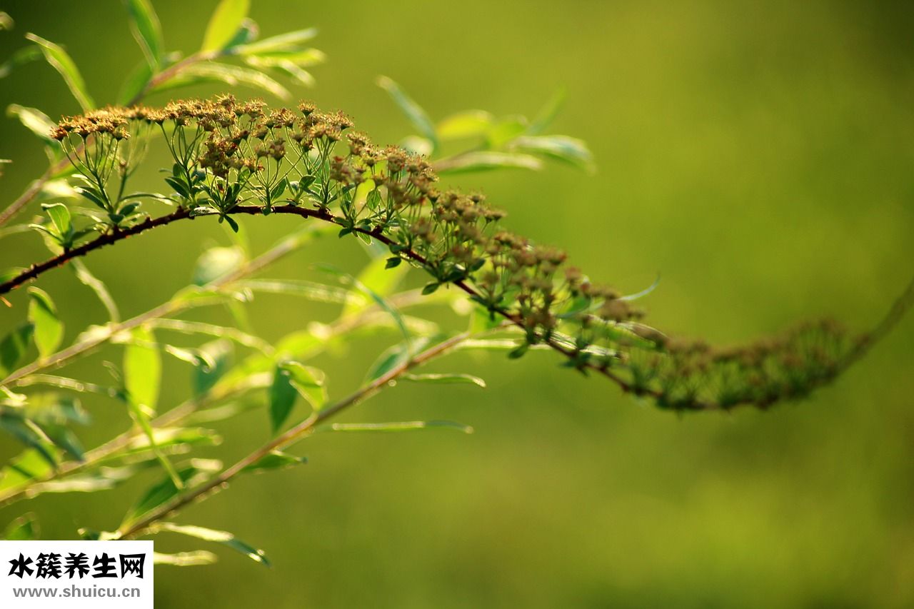 蕾絲怎么處理才不皺