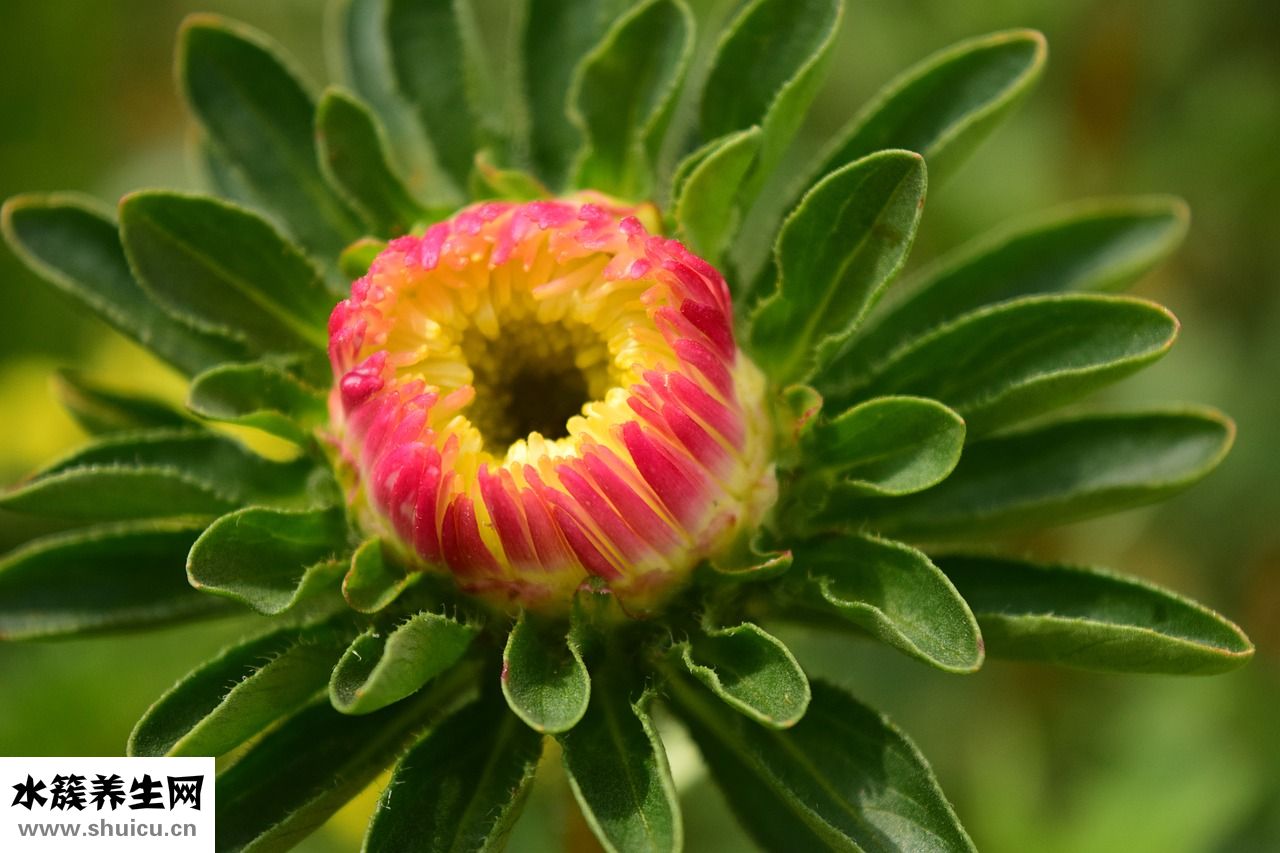 雞湯加白蘿卜怎么燉