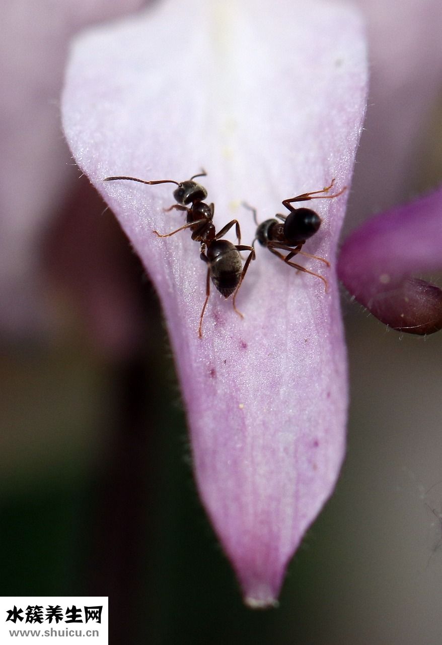 鼻涕擤不出來怎么辦