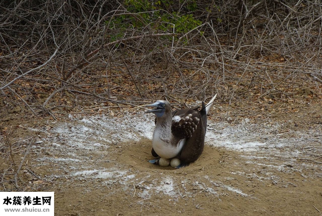 怎么快速治打嗝