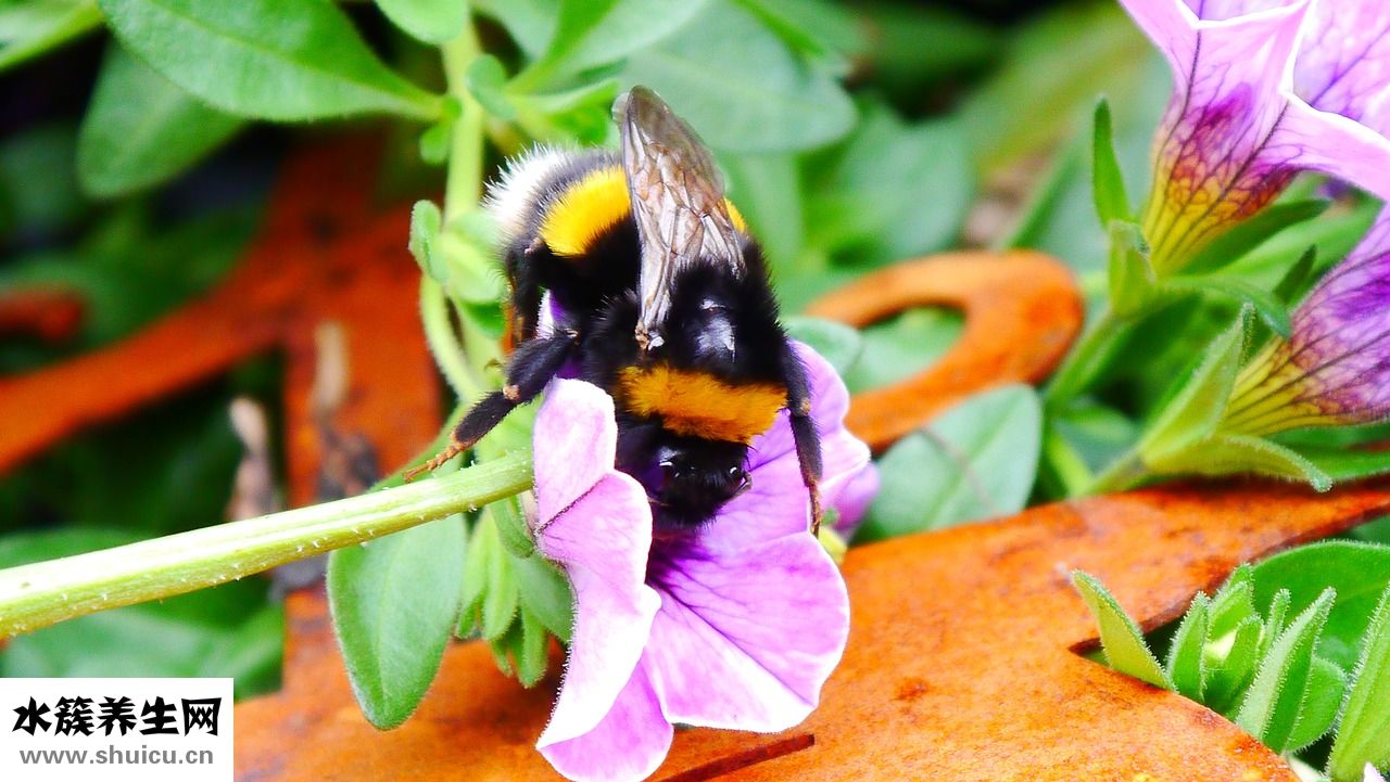 怎么正確洗頭男