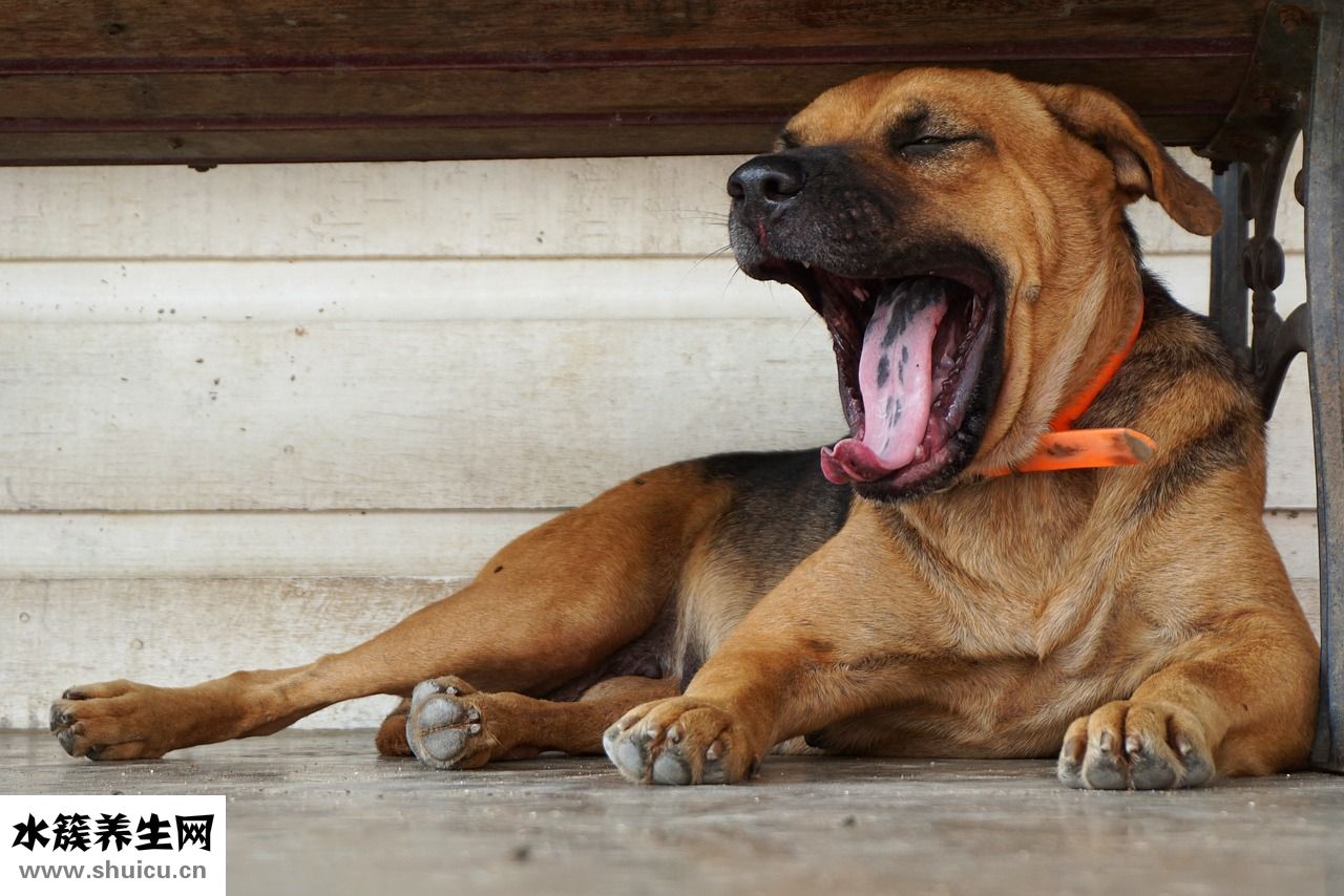 狗狗傷口有蛆怎么辦